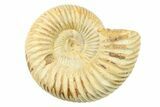 1" Polished Perisphinctes Ammonite Fossils - Madagascar - Photo 2